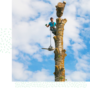 Tree Inconveniences Tree Services – Torres Landscaping